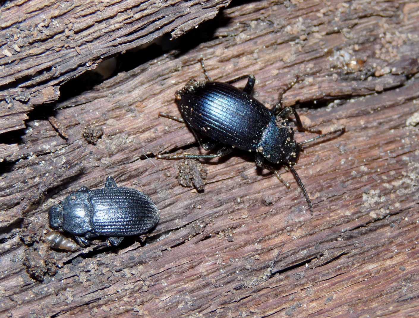 Tenebrionidae: Dendarus cfr dalmatinus